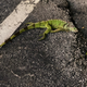 This morning, a fallen soldier.